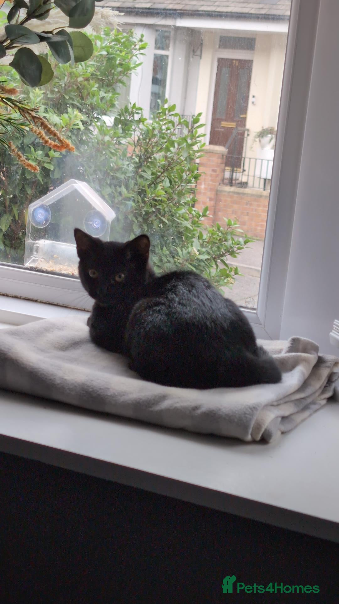 Mixed Breed cats Lovely Playful Kitten - Advert 9