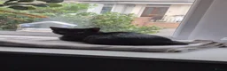 Mixed Breed cats for sale: Lovely Playful Kitten - Advert 1