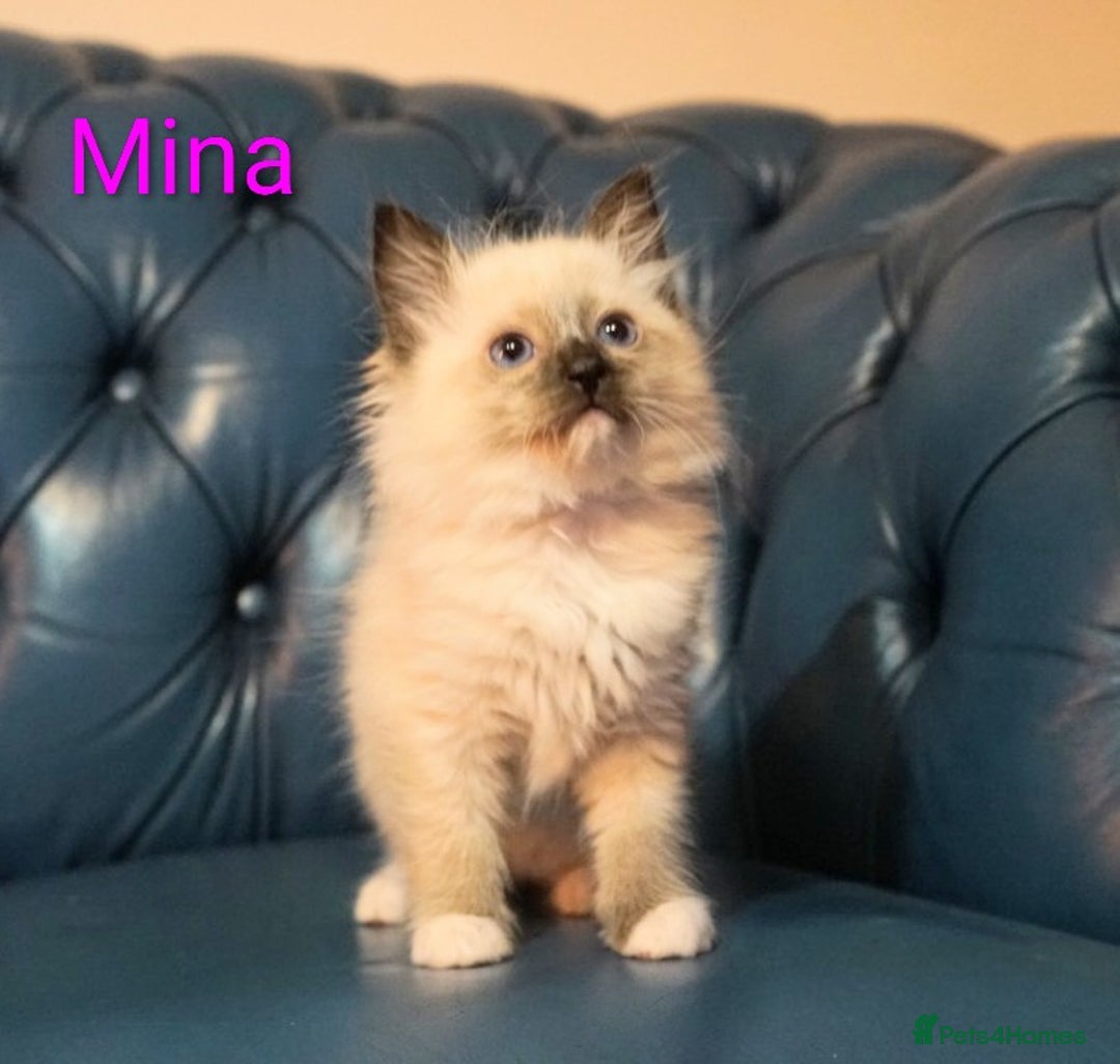 Ragdoll cats for sale: Pure bred Blue- Mitted Seal Point ragdoll kittens  - Advert 11