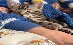 Domestic Shorthair cats for sale: Tabby x domestic short hair  - Image 3