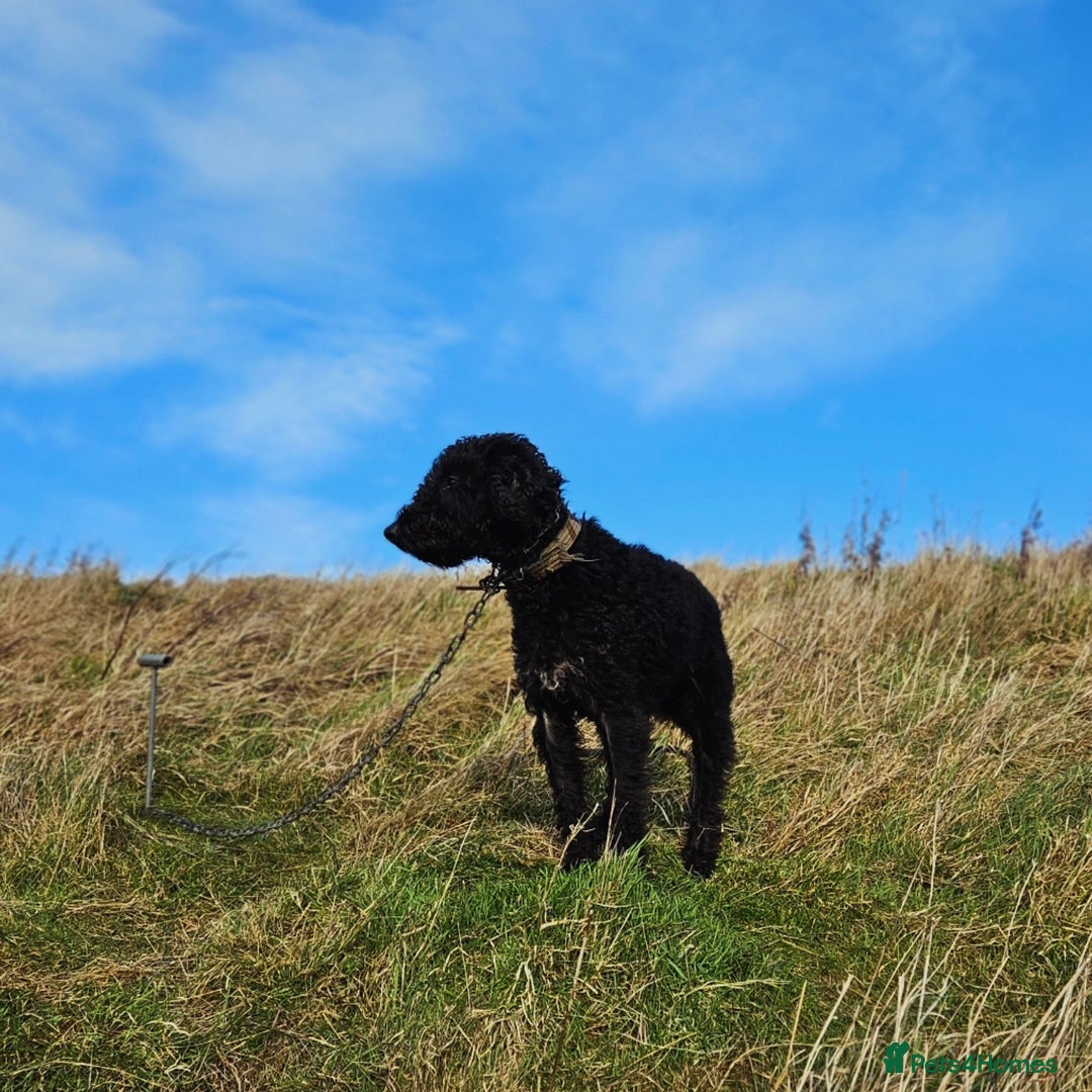 Bedlington Terrier dogs for stud: KC Reg’d Bedlington Terrier at Stud - Advert 13