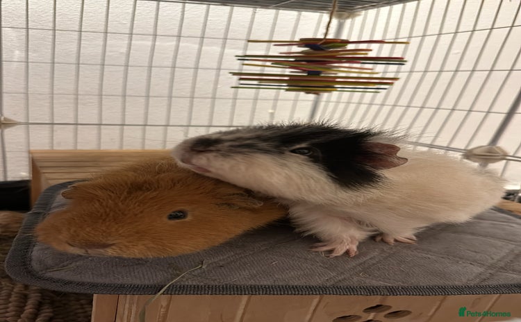 Guinea Pig rodents - Advert 3