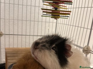 Guinea Pig rodents - Advert 23