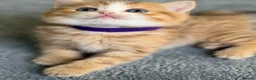 British Shorthair cats for sale: British sh odd/blue eyed adorable kittens GCCF  - Advert 33