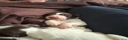 English Springer Spaniel dogs for sale: Last 3 5th Generation Liver and White ESS Puppies - Advert 7