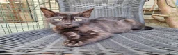 Mixed Breed cats for sale: Beautiful 3/4 Bengal, 1/4 Siamese kittens  - Advert 11