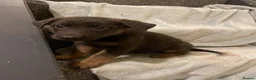 Mixed Breed dogs for sale: Belgian Malinois x German sheppard puppies - Advert 4