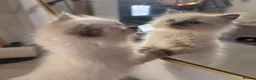 Ragdoll cats for sale: ragdoll kittens  - Advert 15