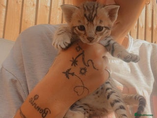 Savannah cats Beautiful full breed savanna - Advert 11