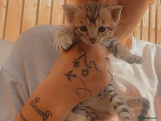 Savannah cats Beautiful full breed savanna - Advert 8