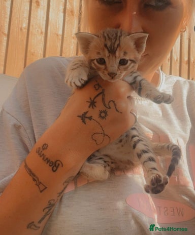 Savannah cats Beautiful full breed savanna - Advert 10