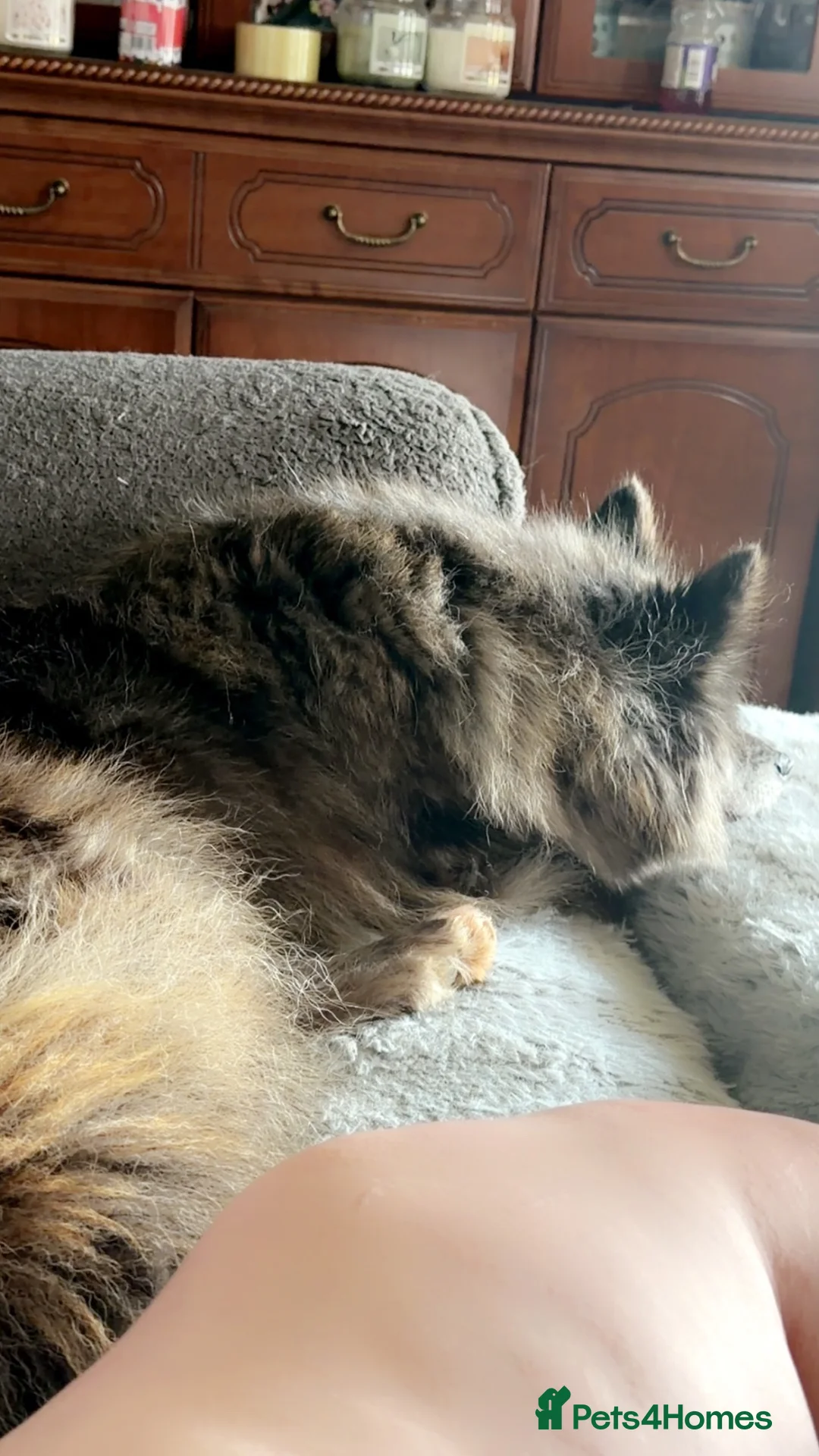 Pomsky dogs for sale: Female pomsky 3 years old  - Advert 3