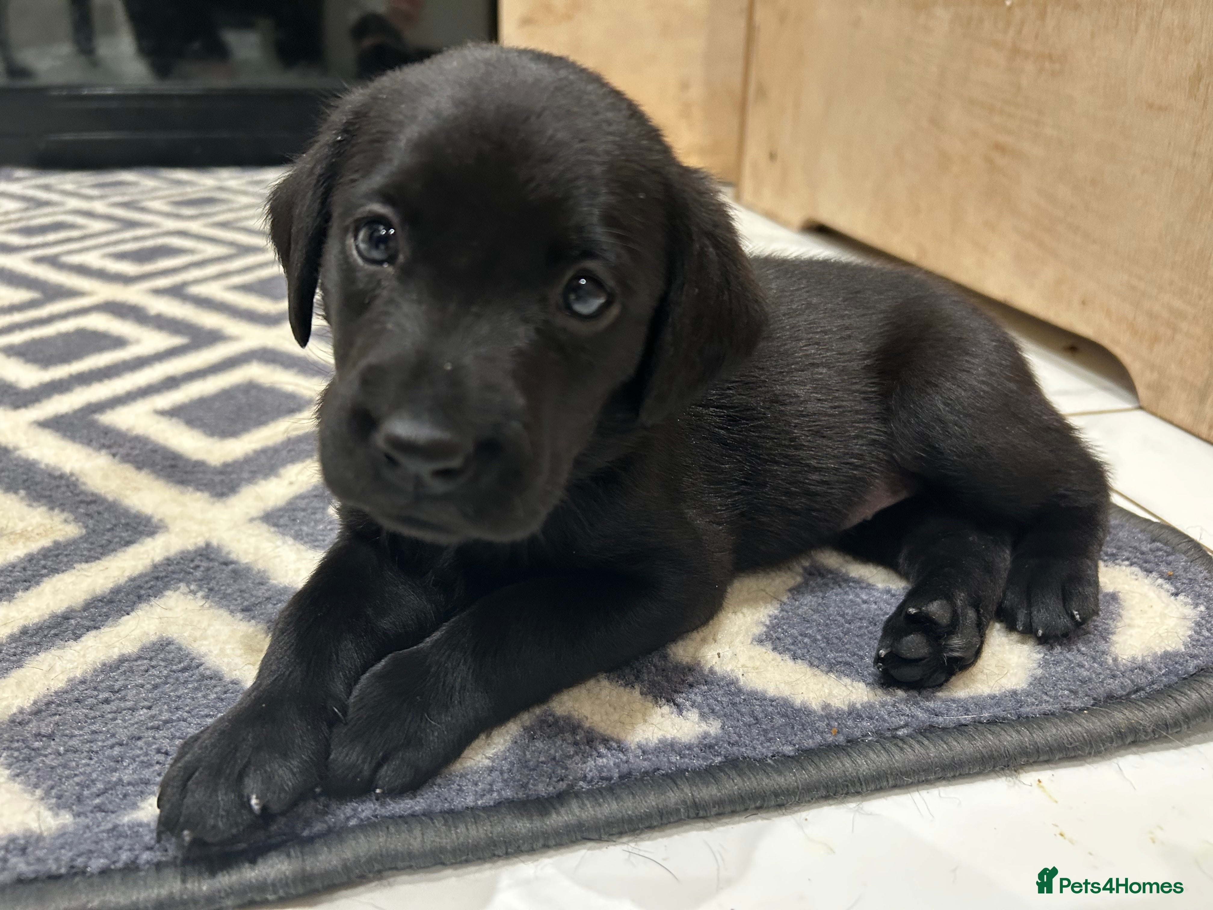 Labrador Retriever dogs 5th Gen KC Outstanding Labrador Retriever Pups - Advert 3