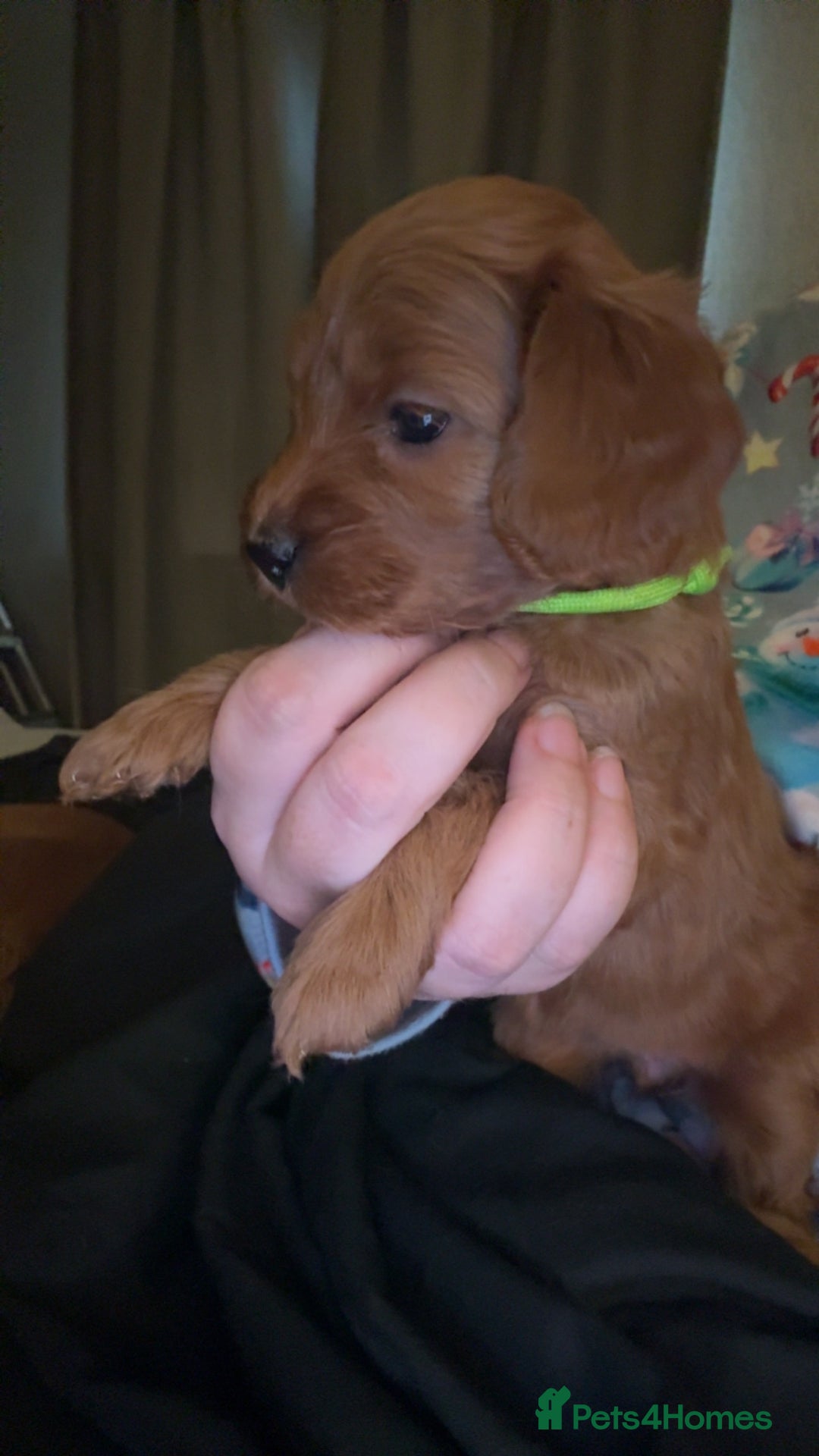 Cockapoo dogs for sale: Cockapoo F1 - Advert 4