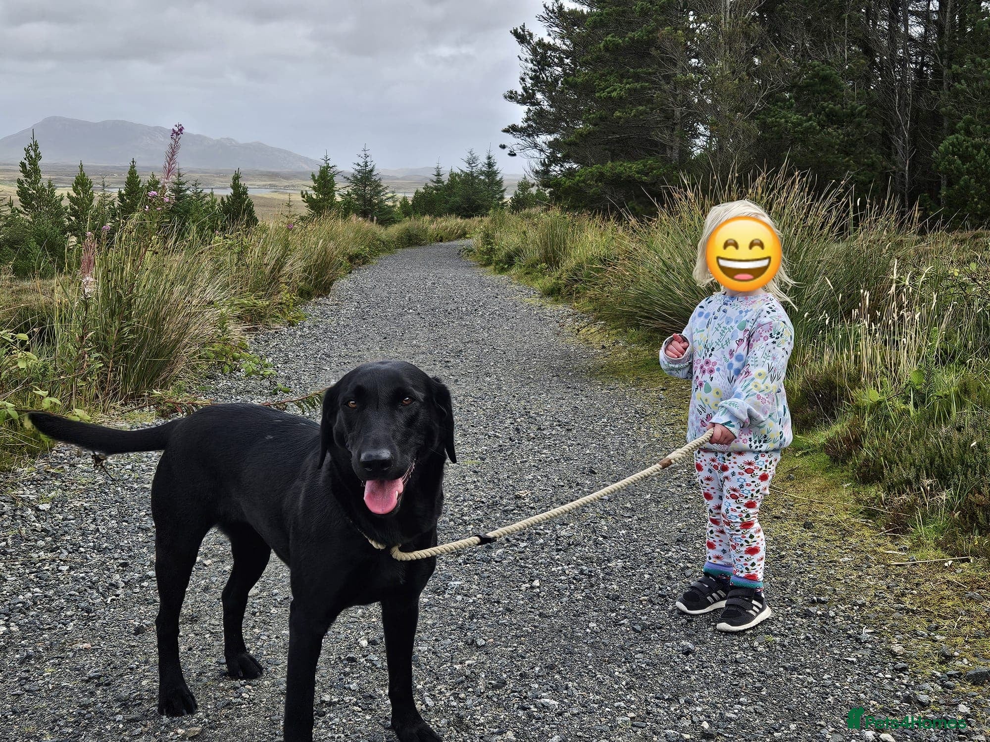 Labrador Retriever dogs for sale: Black Male Labrador Puppies for sale Western Isles - Advert 12