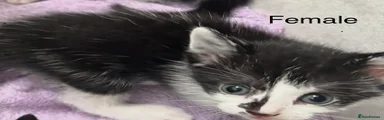 Mixed Breed Kitten 4