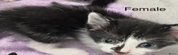 Mixed Breed cats for sale: Kittens for sale - Advert 4