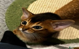 Abyssinian cats for sale: Pure Abyssinian kittens 💝 - Image 19