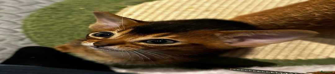 Abyssinian Kitten 3