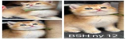 British Shorthair cats for sale: British shorthair blue golden kittens GCy - Advert 4
