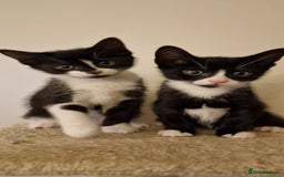 British Shorthair cats for sale: 8 week old BSH kittens - Image 9