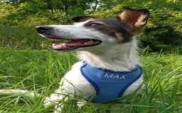 Mixed Breed dogs for adoption: ❤️ Alma – a 1.5-year-old lower-medium girl❤️ - Advert 11