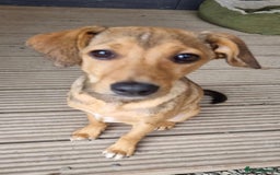 Mixed Breed dogs for adoption: Poppy - In Ayr looking for a home - Image 6