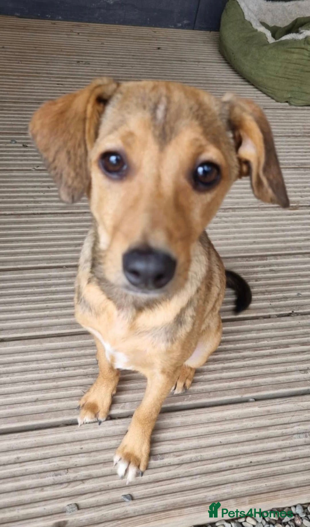 Mixed Breed dogs for adoption: Poppy - In Ayr looking for a home - Image 6