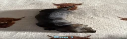 Dachshund dogs for sale: Teckel puppies - Standard size  - Advert 4