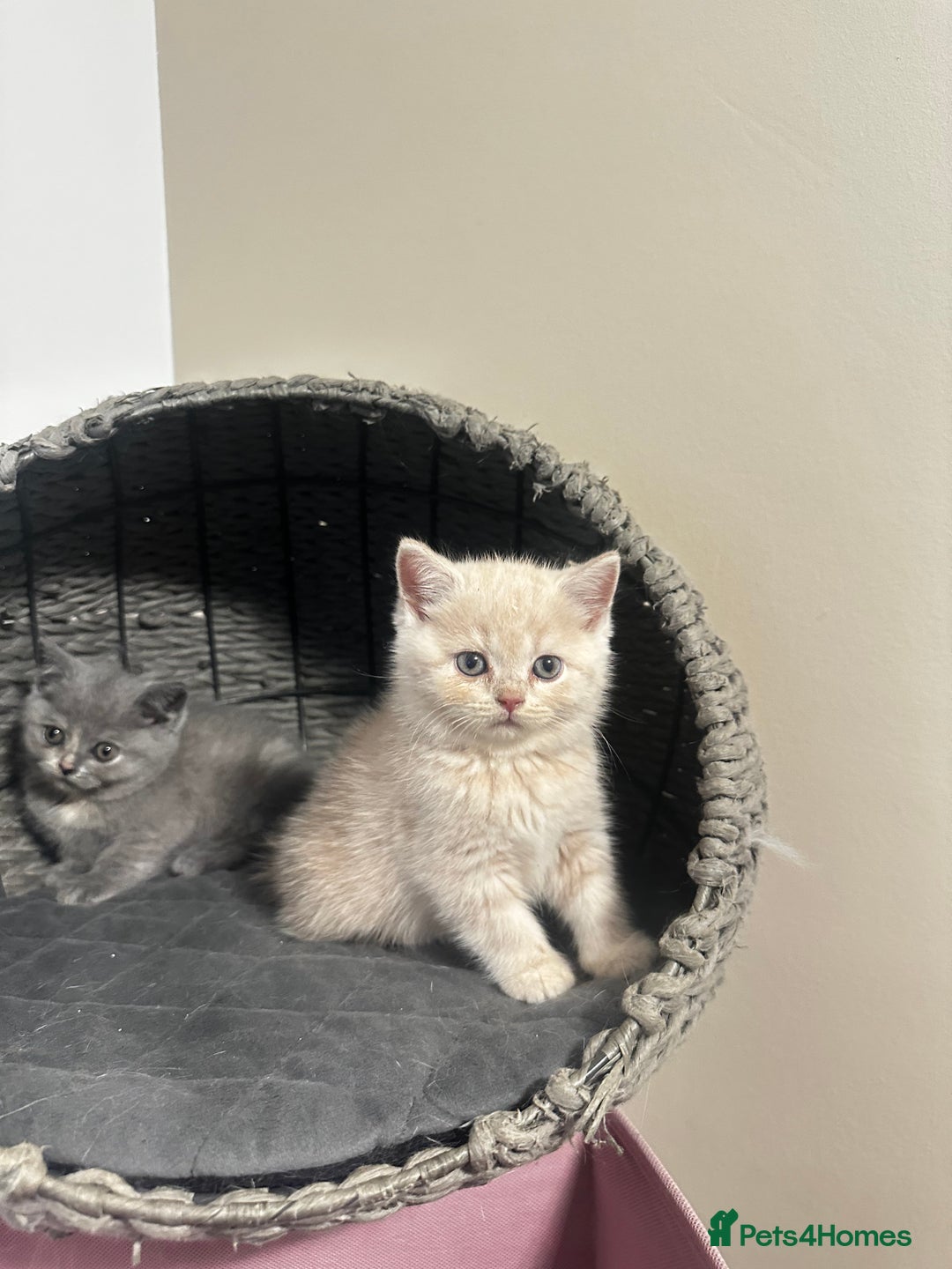 Scottish Fold cats for sale: Gorgeous Scottish kittens available  - Image 11