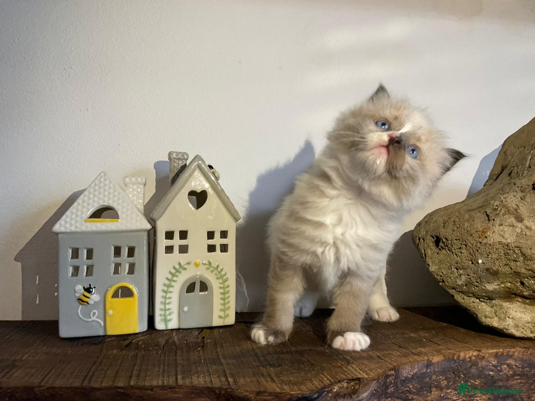 Ragdoll cats for sale: Beautiful Purebred Ragdoll Kittens  - Advert 8