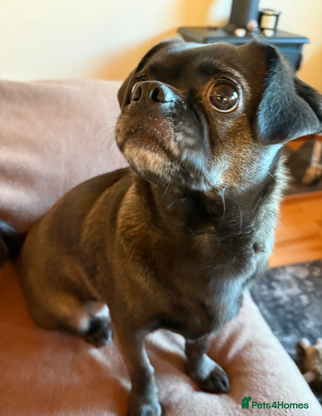 Mixed Breed dogs for sale: Quiet dedicated home needed.  in Newton Abbot - Advert 3