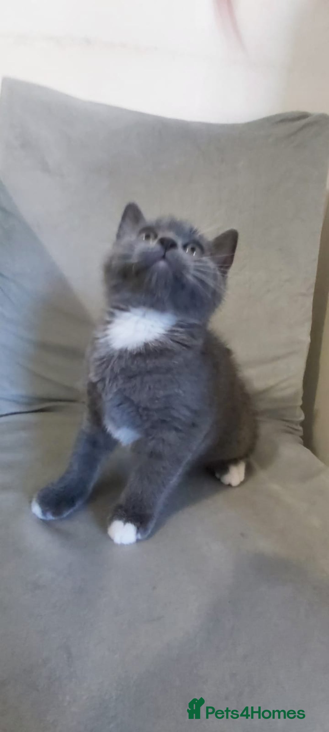 British Shorthair cats for sale: Beautiful little kittens  - Advert 6