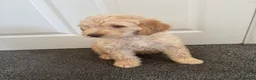 Mixed Breed dogs for sale: DNA tested Stunning labradoodle puppies - Advert 10