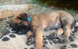 Belgian Shepherd Dog dogs for sale: Malinois puppies. Mother FCI/Father working dog - Image 7