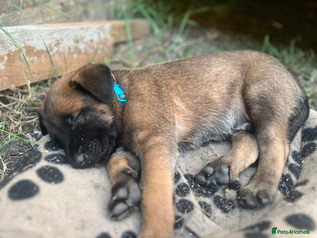 Belgian Shepherd Dog dogs for sale: Malinois puppies. Mother FCI/Father working dog - Image 7