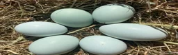 Chickens poultry for sale: Cream legbar hatching eggs in Nuneaton - Advert 2
