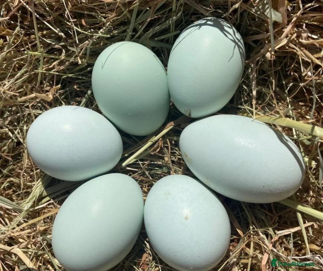 Chickens poultry for sale: Cream legbar hatching eggs in Nuneaton - Advert 2