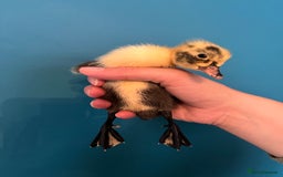 Ducks poultry for sale: Runner ducklings - Image 8