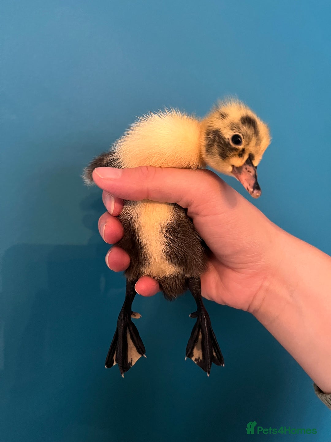 Ducks poultry for sale: Runner ducklings - Image 8