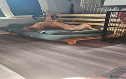 Mixed Breed dogs for sale: Bear the big cuddly goof - Advert 5