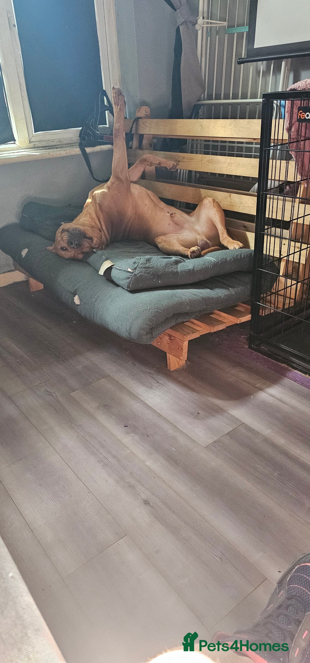 Mixed Breed dogs for sale: Bear the big cuddly goof - Advert 5