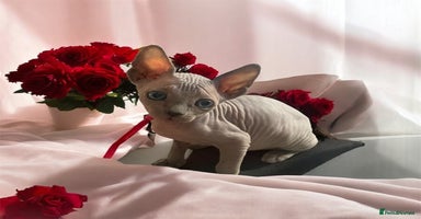 Sphynx cats - Advert 3
