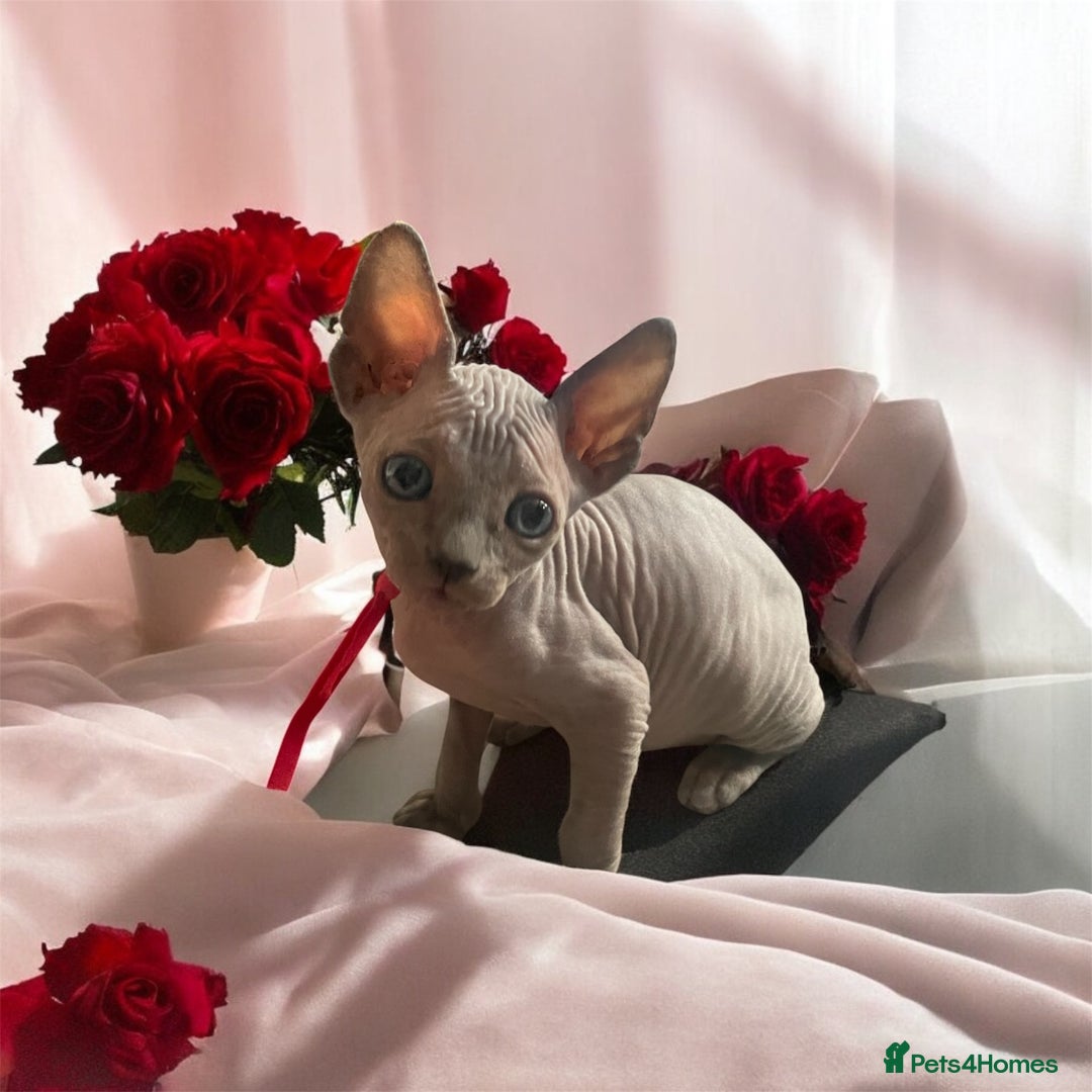 Sphynx cats for sale: Pedigree Sphynx kittens Tica Registered - Image 4
