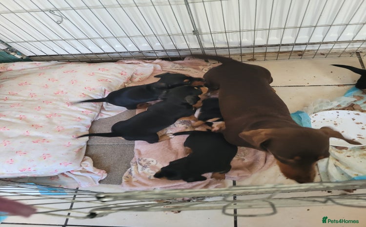 Mixed Breed dogs - Advert 2