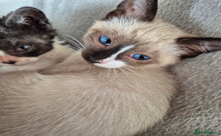 Snowshoe cats - Advert 1