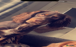 Sprocker dogs for sale: Sprocker puppies - Image 30