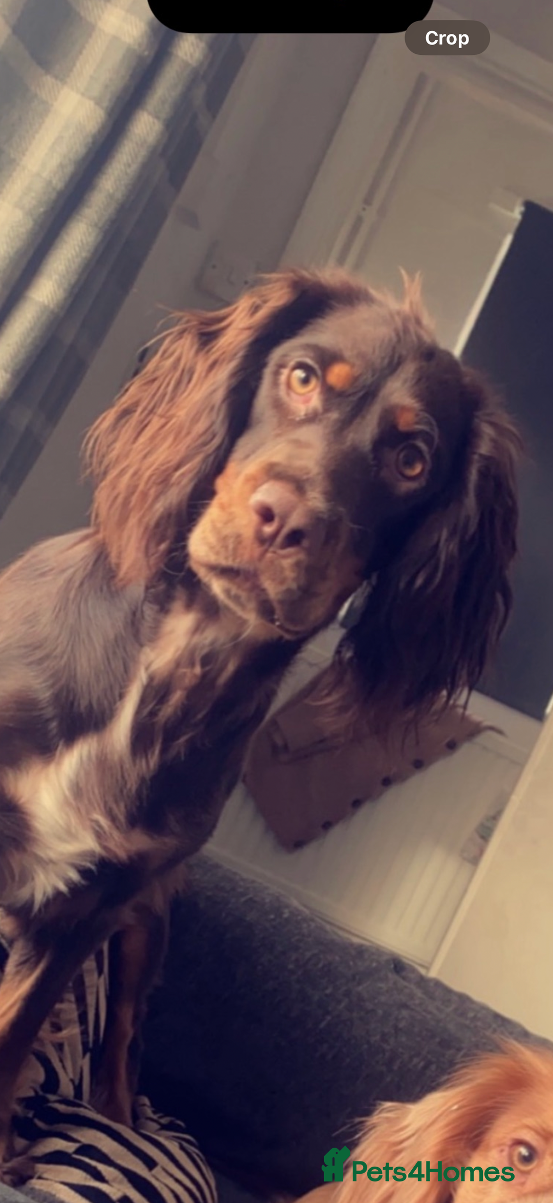 Sprocker dogs for sale: Sprocker puppies - Image 30