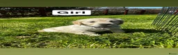 Golden Retriever dogs for sale: One girl remaining - Advert 16