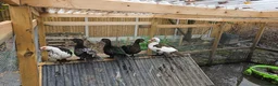 Ducks poultry for sale: POL + Adult Muscovy Hens & Drakes - Advert 9